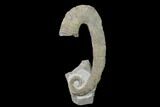 Rare, Heteromorph (Ancyloceras sp?) Ammonite - France #139146-3